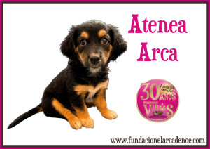 Atenea Arca