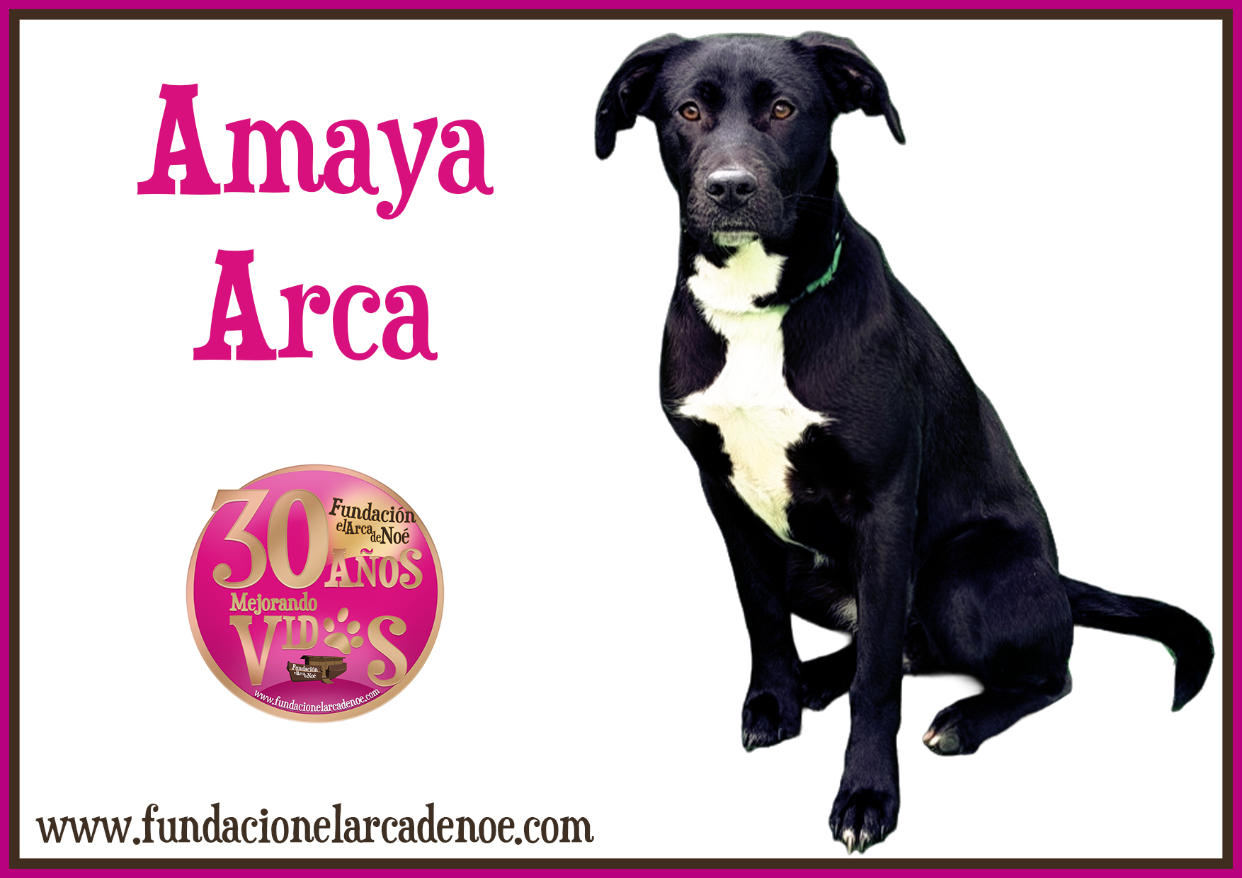 Amaya Arca
