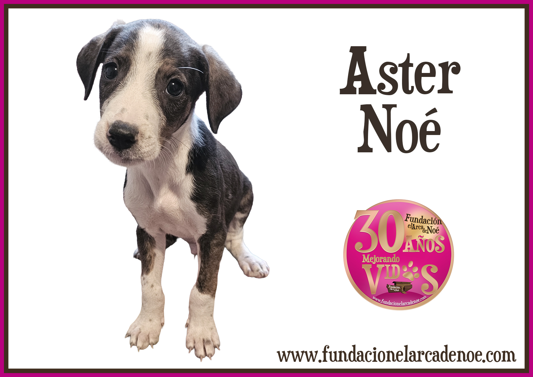 Aster Noé