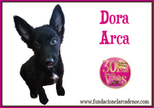 Dora Arca