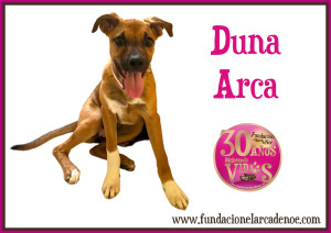 Duna Arca