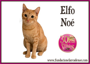 Elfo Noé