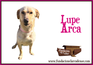 LUPE ARCA