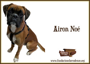 Airon Noé