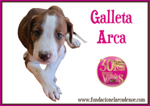 Galleta Arca