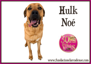 Hulk Noé