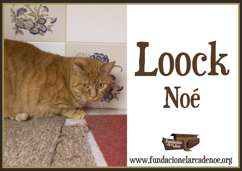 Loock Noé