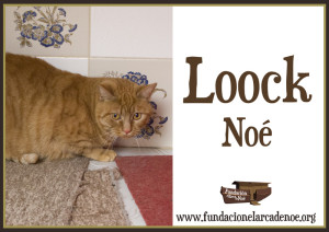 Loock Noé