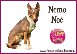 Nemo Noé