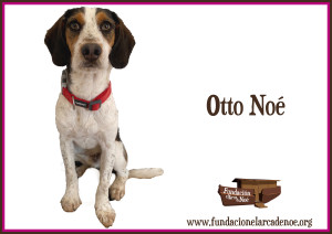 Otto Noé