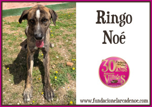 Ringo Noé