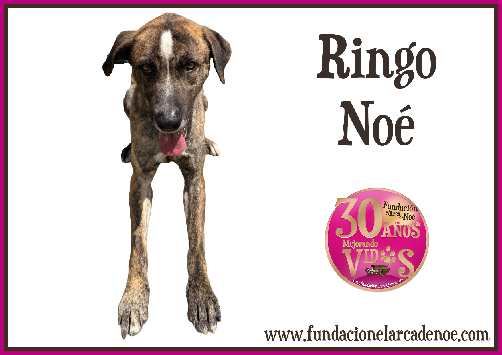 Ringo Noé