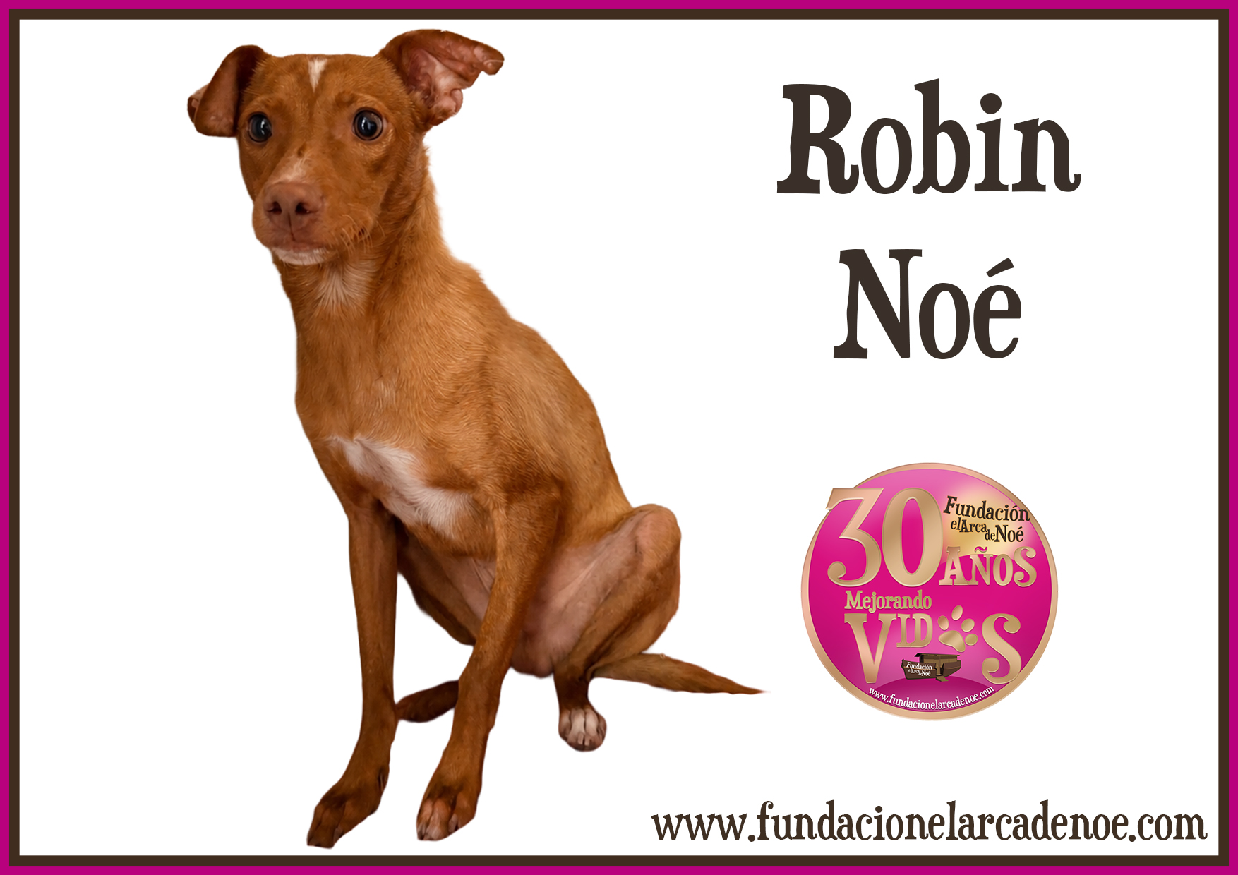 Robin Noé