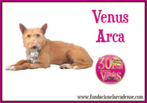 Venus Arca