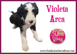 Violeta Arca