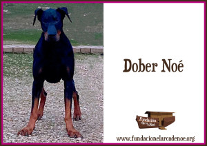 Dober Noé