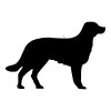 Perros para adoptar