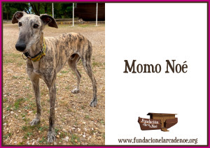 Momo Noé