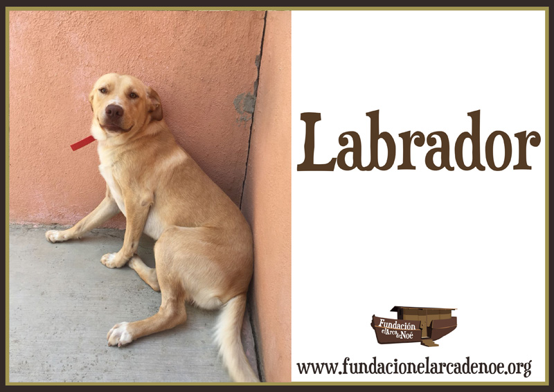 Labrador Noé
